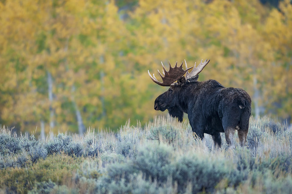 Moose and Aspens Wyoming by D Robert Franz
