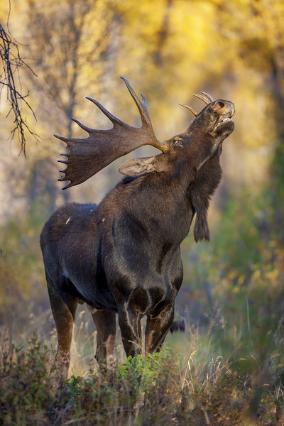 Bull Moose Wyoming by D Robert Franz