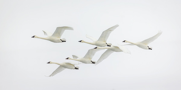Elegy in White by D Robert Franz