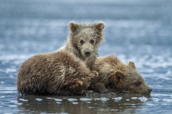 Bearly Awake by D Robert Franz