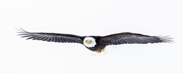 Out of the White by D Robert Franz