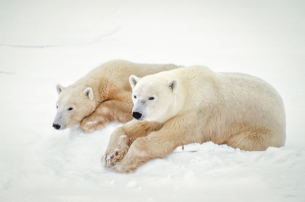 Together in the Cold by D Robert Franz