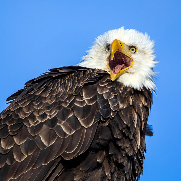 Screaming Eagle by D Robert Franz