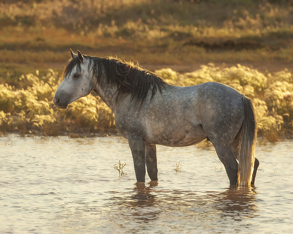 Afternoon at the Waterhole by D Robert Franz