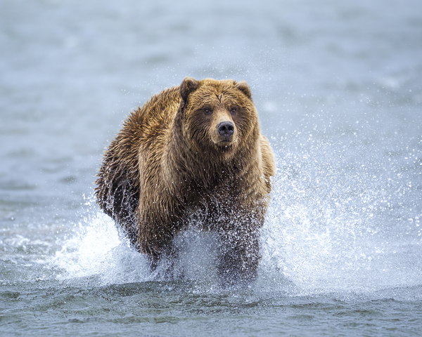 Alaskan Brown Bear Charging Across River by D Robert Franz