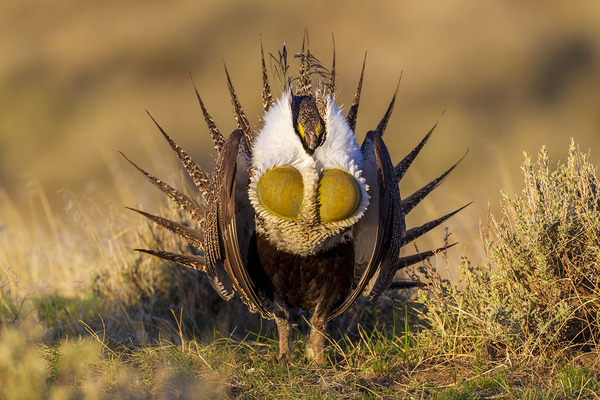 Sage Grouse Strut by D Robert Franz
