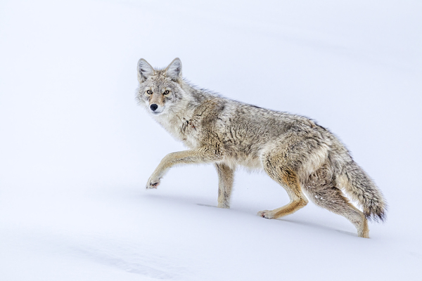 Winter Wanderer by D Robert Franz