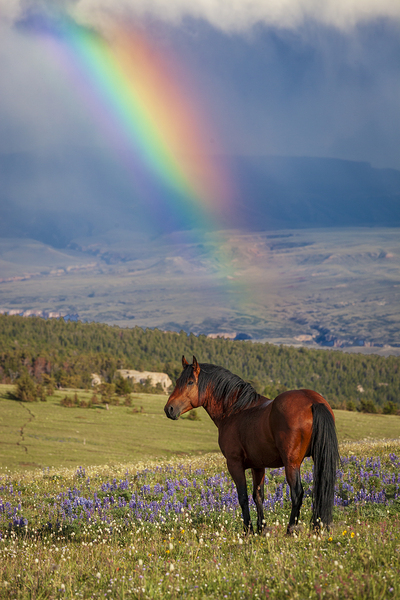 End of the Rainbow by D Robert Franz