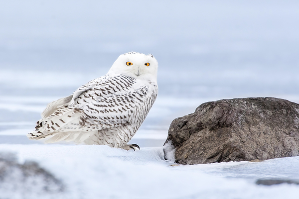 BRsowl0240 Edit by D Robert Franz