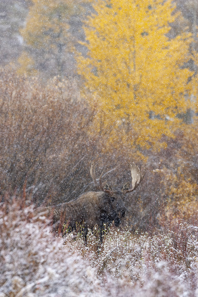 Autumn Snow Bull Moose by D Robert Franz