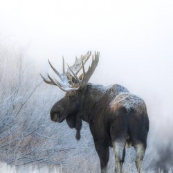 Foggy Day Bull Moose