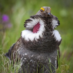 Dusky Grouse Display