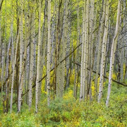 Autumn Aspen