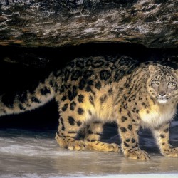 Amur Leopard
