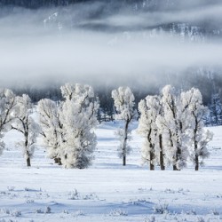 Frosted Cottonwoods Yellowstone National Park