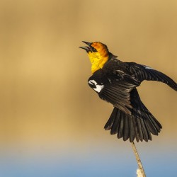 Yellow Headed Blackbird