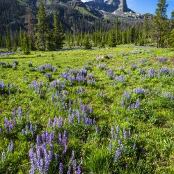 Absaroka Mountain Summer