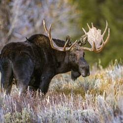 Wyoming Bull Moose in Autumn