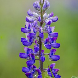 Lupine Bloom