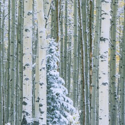 Winter Aspens