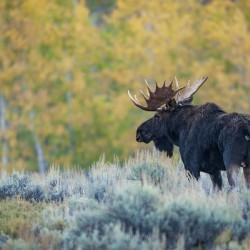 Moose and Aspens Wyoming