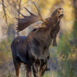 Bull Moose Wyoming