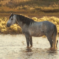 Afternoon at the Waterhole