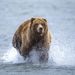 Alaskan Brown Bear Charging Across River
