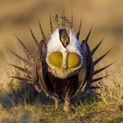 Sage Grouse Strut