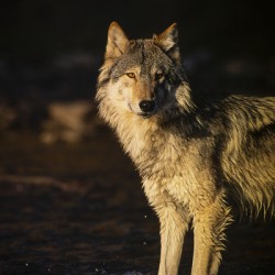  Wolf in river at sunrise