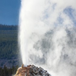 Eruption of White Dome Geyser in Yellowstone