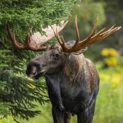 Alaskan Bull Moose