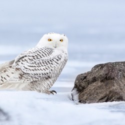 BRsowl0240 Edit
