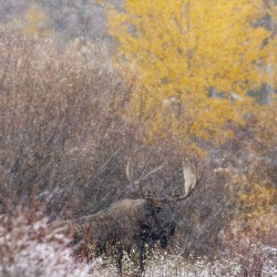 Autumn Snow Bull Moose