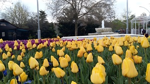 A beautiful view of the water fountain and color flowers