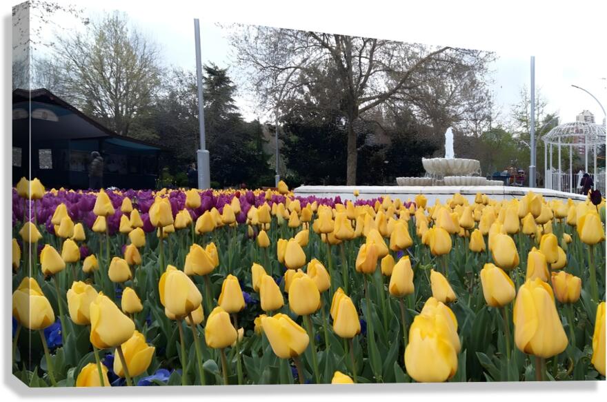 A beautiful view of the water fountain and color flowers Canvas Print