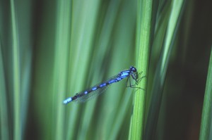 bluet