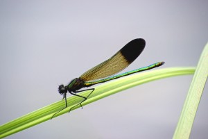 ebony jewelwing