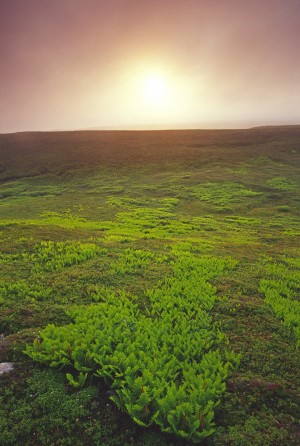 ferns