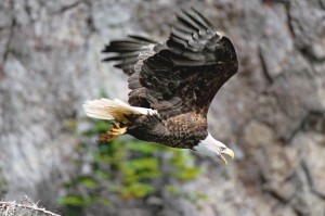 in flight