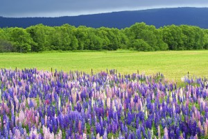 lupines