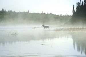 moose crossing