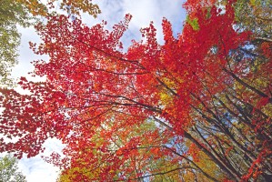 red maple