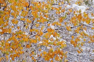 snowy white birch