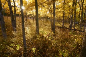 sun rising through aspens