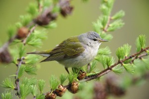 tennessee warbler