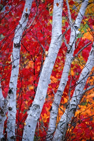 white birches