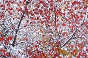 winters touch