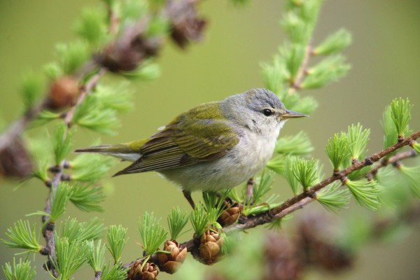 tennessee warbler Print