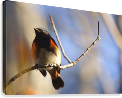 american redstart Canvas Print